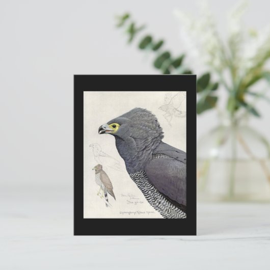 ハガキヴィンテージシカゴアートアビシニアン6 ポストカード (スタンド正面)