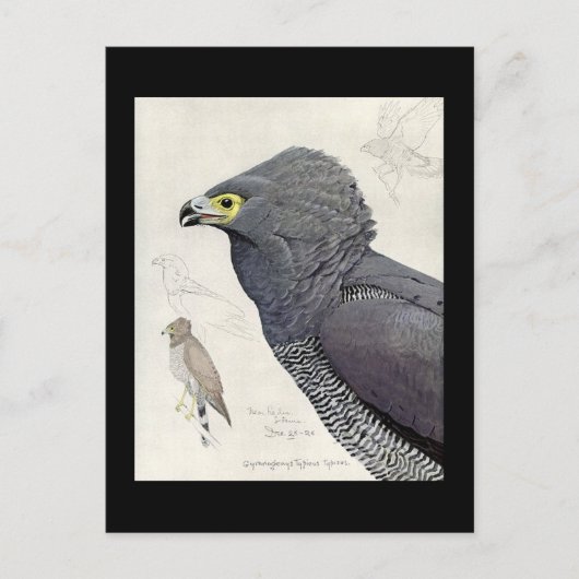 ハガキヴィンテージシカゴアートアビシニアン6 ポストカード (正面)