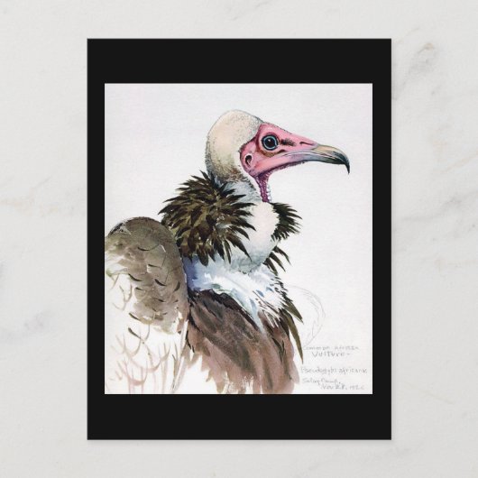 ハガキヴィンテージシカゴアートアビシニアン・バード10 ポストカード (正面)