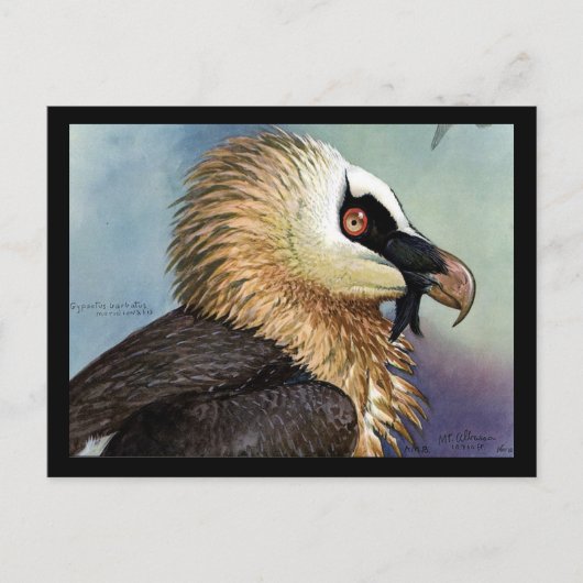 ハガキヴィンテージシカゴアートアビシニアン・バード11 ポストカード (正面)