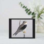 ハガキヴィンテージシカゴアートアビシニアン・バード17 ポストカード (スタンド正面)