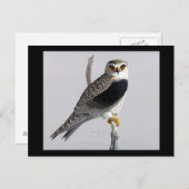 ハガキヴィンテージシカゴアートアビシニアン・バード17 ポストカード (正面/裏面)