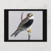 ハガキヴィンテージシカゴアートアビシニアン・バード17 ポストカード (正面)