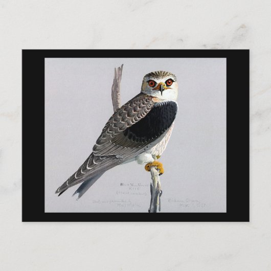 ハガキヴィンテージシカゴアートアビシニアン・バード17 ポストカード (正面)