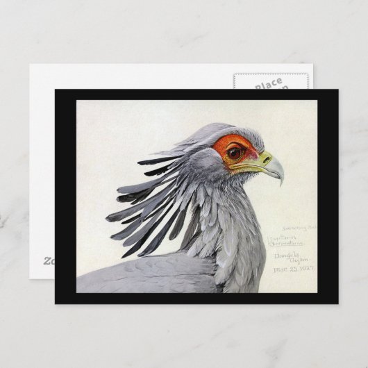 ハガキヴィンテージシカゴアートアビシニアン・バード19 ポストカード (正面/裏面)