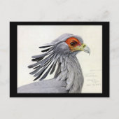 ハガキヴィンテージシカゴアートアビシニアン・バード19 ポストカード (正面)