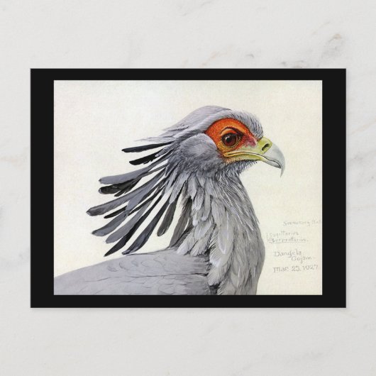 ハガキヴィンテージシカゴアートアビシニアン・バード19 ポストカード (正面)