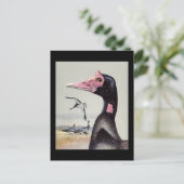 ハガキヴィンテージシカゴアートアビシニアン・バード20 ポストカード (スタンド正面)