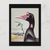 ハガキヴィンテージシカゴアートアビシニアン・バード20 ポストカード (正面)