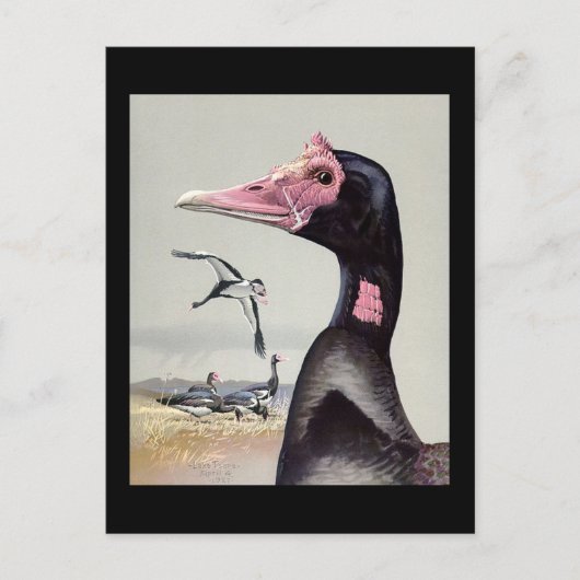 ハガキヴィンテージシカゴアートアビシニアン・バード20 ポストカード (正面)