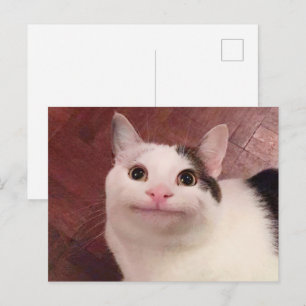 ハガキ丁寧ねこミーム ポストカード