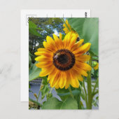 ハガキ付き明るい黄色のひまわり ポストカード (正面/裏面)