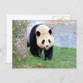 ハガキ写真ジャイアントパンダ、動物0328。 ポストカード (正面/裏面)
