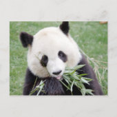 ハガキ写真ジャイアントパンダ、動物0330。 ポストカード (正面)