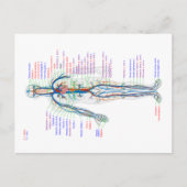 ハガキ図ヒト循環系動脈 ポストカード (正面)