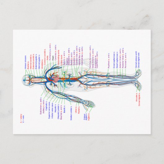 ハガキ図ヒト循環系動脈 ポストカード (正面)