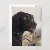 ハガキ混乱ドッグミーム ポストカード (正面/裏面)