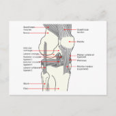 ハガキ解剖図人間の右膝関節 ポストカード (正面)