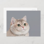 ハガキ重い呼吸キャットミーム ポストカード (正面/裏面)