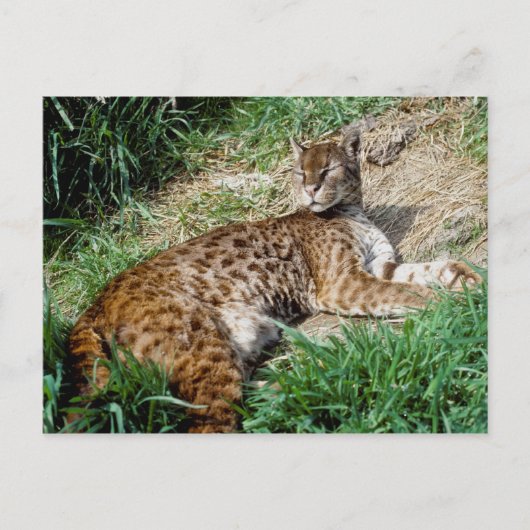 ハガキ – アフリカの金猫 ポストカード (正面)