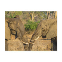 ハガキ – ザンビアのアフリカのオス2頭