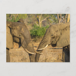ハガキ – ザンビアのアフリカのオス2頭 ポストカード