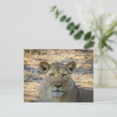 ハガキ – ザンビアのアフリカ人女性ライオン ポストカード (スタンド正面)