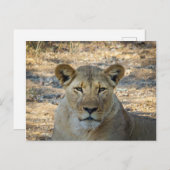 ハガキ – ザンビアのアフリカ人女性ライオン ポストカード (正面/裏面)
