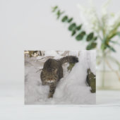 ハガキ – スコットランドのヤマネコ ポストカード (スタンド正面)