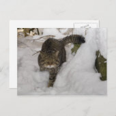 ハガキ – スコットランドのヤマネコ ポストカード (正面/裏面)