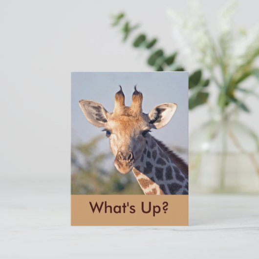 ハガキ… ポストカード (スタンド正面)