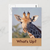 ハガキ… ポストカード (正面/裏面)