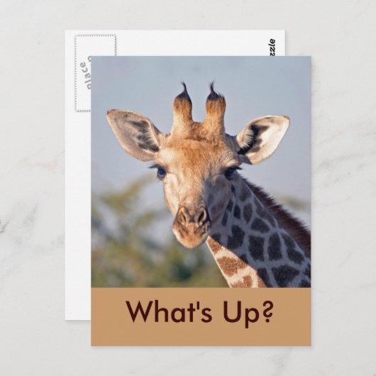 ハガキ… ポストカード (正面/裏面)