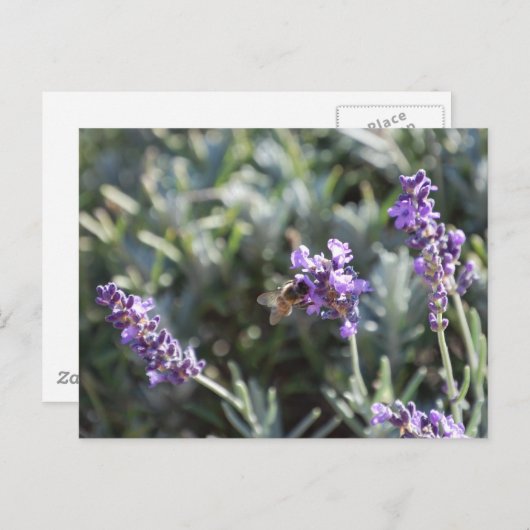 ハガキ ポストカード (正面/裏面)