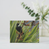 ハガキ、先住民トゥイ、ホークス湾、ニュージーランド ポストカード (スタンド正面)