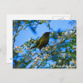 ハガキ、先住民ベルバード、ニュージーランド ポストカード (正面/裏面)