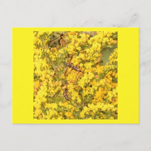 ハガキ、金色のハシバミ、明るい黄色 ポストカード (正面)