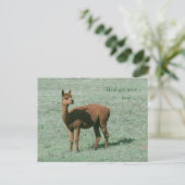 ハガキ – Alpaca – ここに来てほしい ポストカード (スタンド正面)