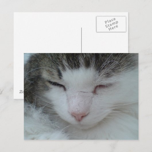 ハガキ – Maine Coon Cat Image 2 ポストカード (正面/裏面)