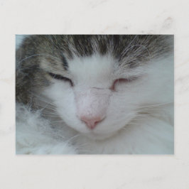 ハガキ – Maine Coon Cat Image 2 ポストカード