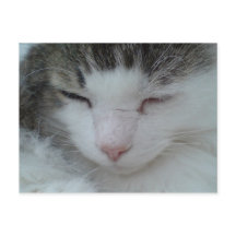 ハガキ – Maine Coon Cat Image 2