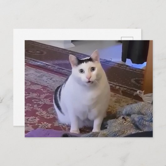 ハガキHutキャットミーム ポストカード (正面/裏面)