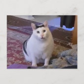 ハガキHutキャットミーム ポストカード (正面)