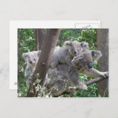 ハガキKoala QLD Australia ポストカード (正面/裏面)