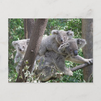 ハガキKoala QLD Australia ポストカード