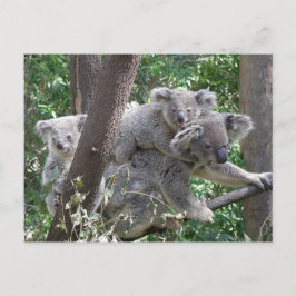 ハガキKoala QLD Australia ポストカード