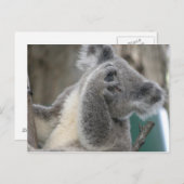 ハガキKoala QLD Australia ポストカード (正面/裏面)