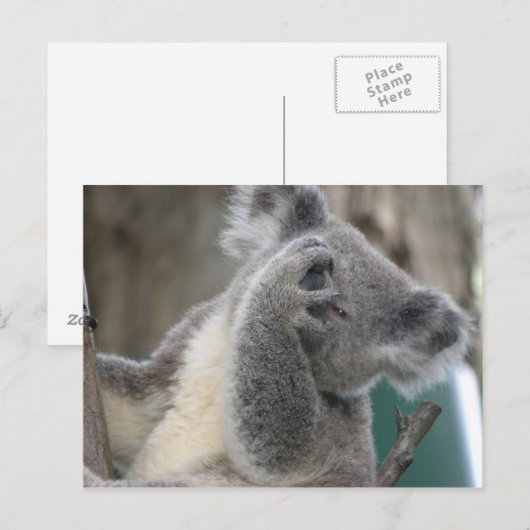 ハガキKoala QLD Australia ポストカード (正面/裏面)