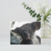ハガキKoalas QLD Australia ポストカード (スタンド正面)