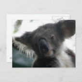 ハガキKoalas QLD Australia ポストカード (正面/裏面)